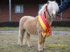 stallion Pablo vom Kreyenbrok (Shetland pony (under 87 cm), 2005, from Pico von Warfen)