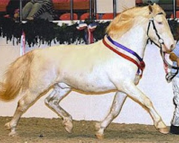 stallion Payaso af Silver (Knabstrupper, 1994, from Poco Mejor Af Silver)