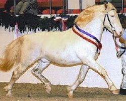 stallion Payaso af Silver (Knabstrupper, 1994, from Poco Mejor Af Silver)