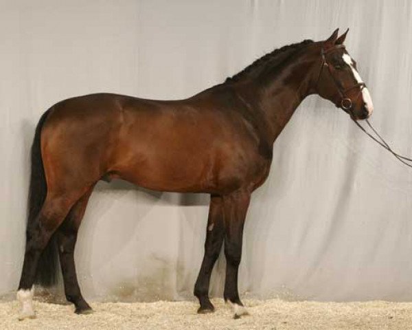 stallion San Brasil (Hanoverian, 1997, from Sao Paulo)