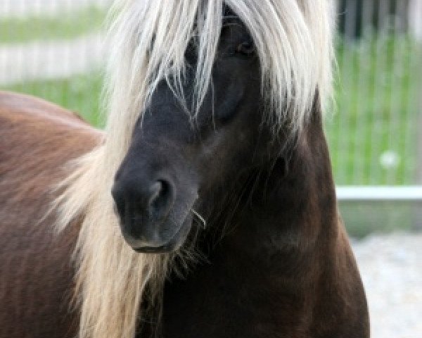 stallion Eros vom Fassenhof (Iceland Horse, 2002, from Litur vom Waldhof)