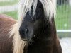 stallion Eros vom Fassenhof (Iceland Horse, 2002, from Litur vom Waldhof)