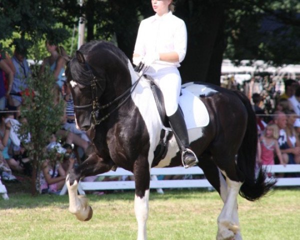stallion Bizkit (Pinto, 2001, from Bonte Bart)