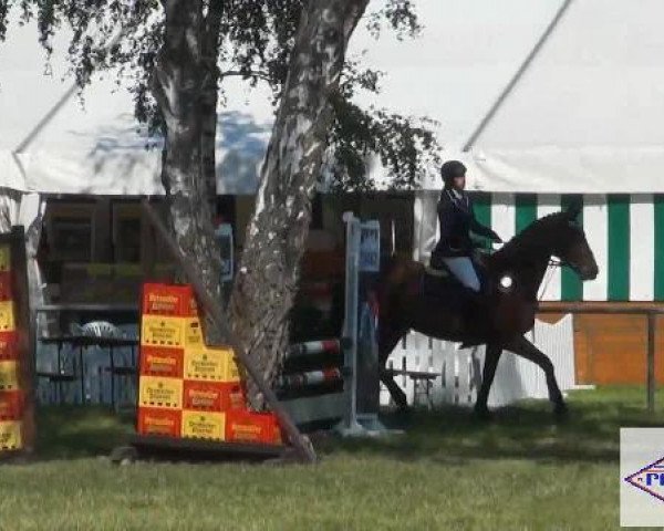 jumper Loreen 133 (Hanoverian, 1997, from Lanthan)