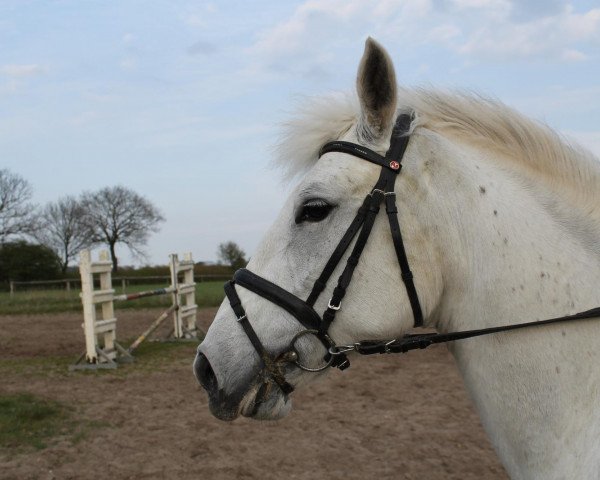 jumper Freeja (German Riding Pony, 1997, from Antonio)