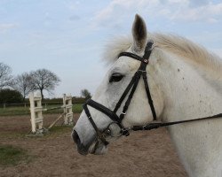 jumper Freeja (German Riding Pony, 1997, from Antonio)