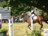 dressage horse Lucatelli (Hanoverian, 2004, from Limonit)