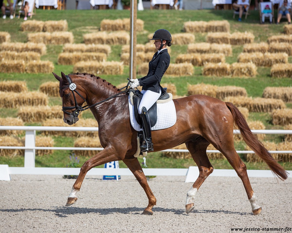 Dressurpferd Benderry (Deutsches Sportpferd, 2017, von Callaho's Benicio)