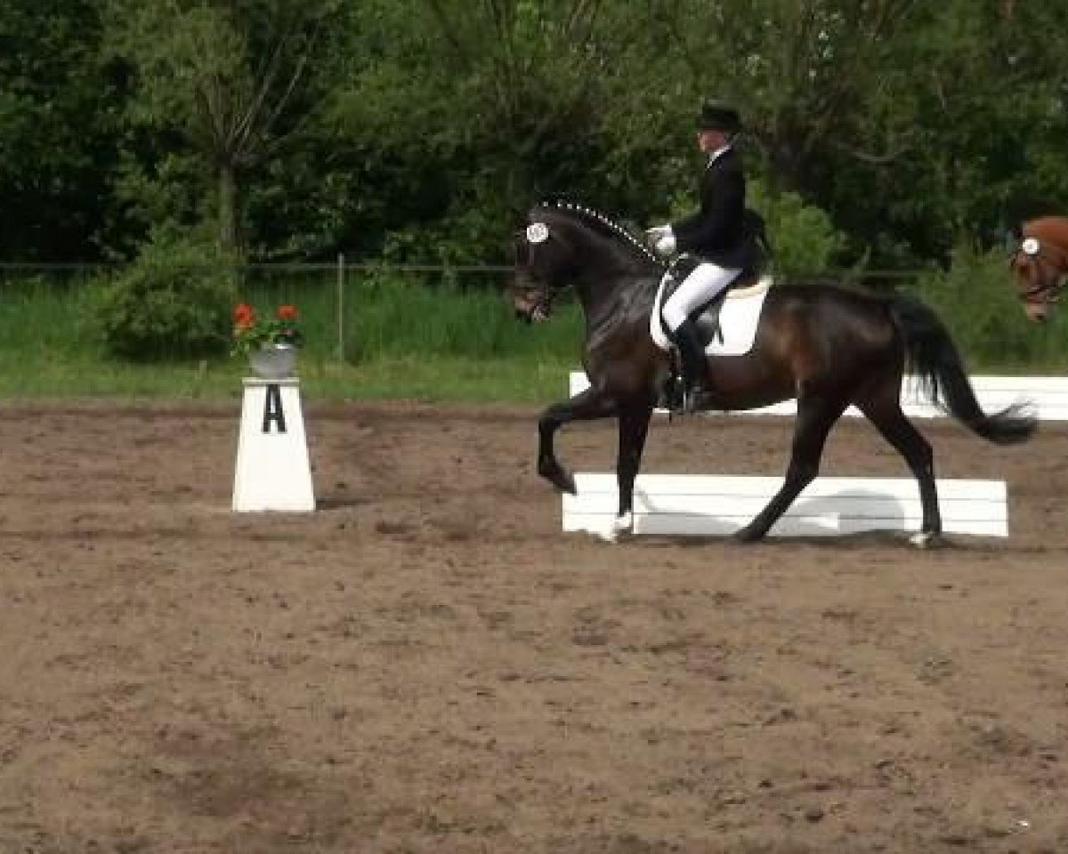 horse Fabiadara Feline L (Hanoverian, 2004, from Fabriano)