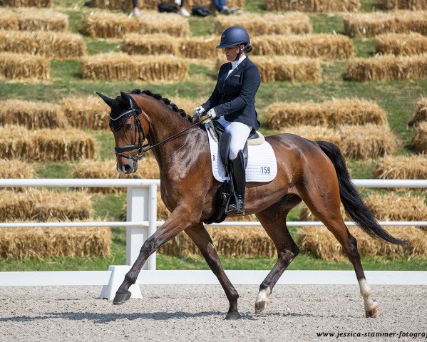 dressage horse Sir Skyfall 6 (Westphalian, 2017, from Sir Heinrich OLD)