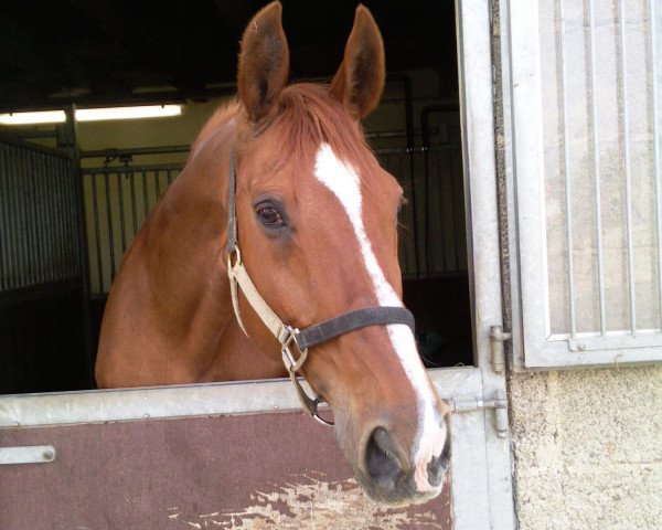 horse Wilmon (Hanoverian, 1990, from Wladimir)