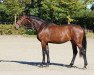 dressage horse Shining Diamond (Oldenburg, 2018, from Sensation)