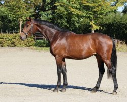 dressage horse Shining Diamond (Oldenburger, 2018, from Sensation)