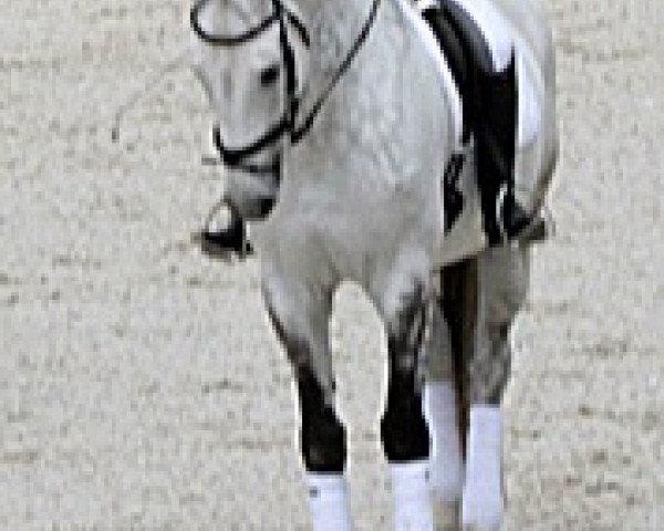 dressage horse Calvin (Holsteiner, 1998, from Contender)