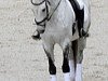 dressage horse Calvin (Holsteiner, 1998, from Contender)