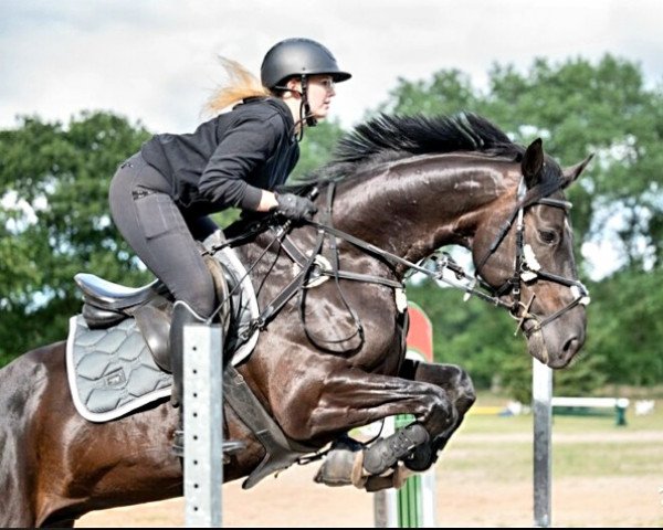 jumper Levisto 14 (German Sport Horse, 2014, from Lemberger)