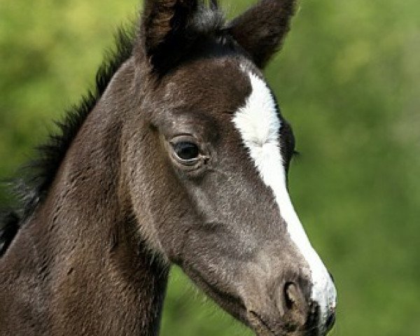 Springpferd Stute von Surprice (Westfale, 2011, von Surprice)