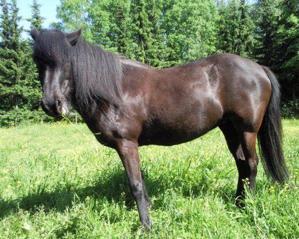 Pferd Arna vom Kramersbruch (Islandpferd, 1992, von Alskær frá Reykjavík)