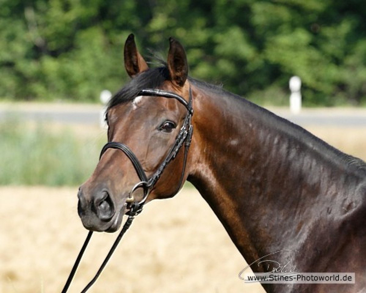 broodmare Darwinja (Westphalian, 2000, from Don Bedo I)