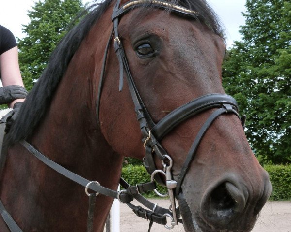 Pferd Grande Rio (Polnisches Warmblut,  )