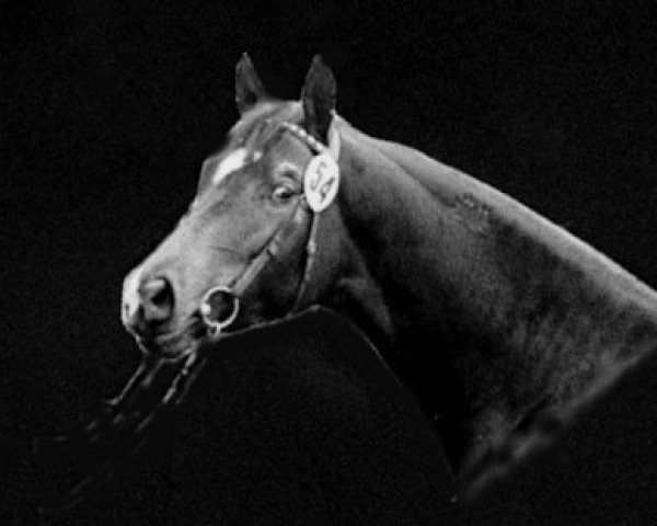 stallion Wie Ibikus (Trakehner, 1974, from Ibikus)