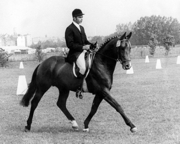 horse Ibikus (Trakehner, 1967, from Hertilas)