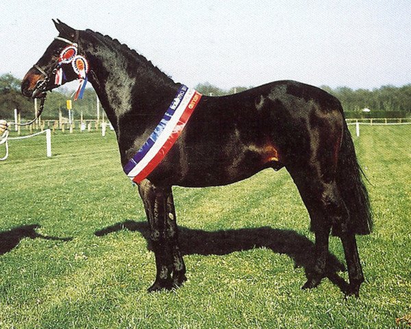 stallion Catherston Night Safe (British Riding Pony, 1974, from Triumph)