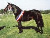 stallion Catherston Night Safe (British Riding Pony, 1974, from Triumph)
