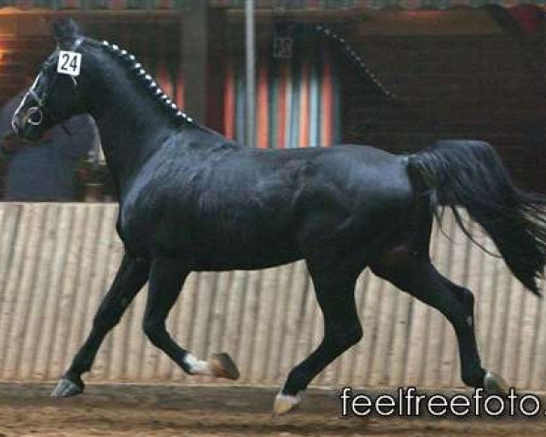 stallion Gerlinus (Groningen, 1988, from Legaat)
