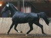 stallion Gerlinus (Groningen, 1988, from Legaat)