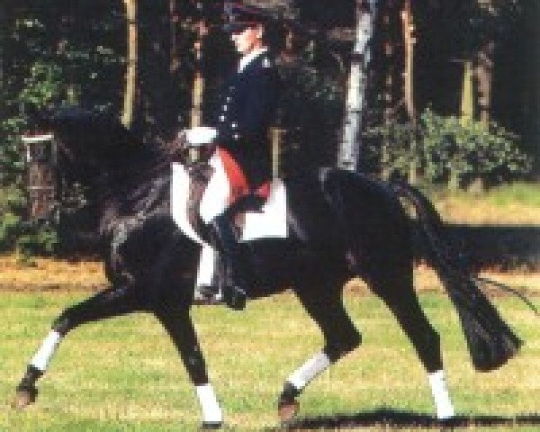 stallion Metternich (Hanoverian, 1990, from Matcho AA)