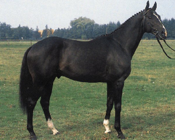stallion Sir Shostakovich xx (Thoroughbred, 1979, from Rheingold xx)