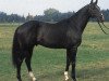 Pferd Sir Shostakovich xx (Englisches Vollblut, 1979, von Rheingold xx)