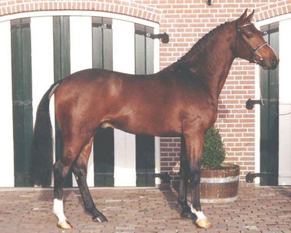 stallion Schampain (Holsteiner, 1990, from Schampus xx)