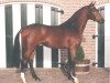 stallion Schampain (Holsteiner, 1990, from Schampus xx)