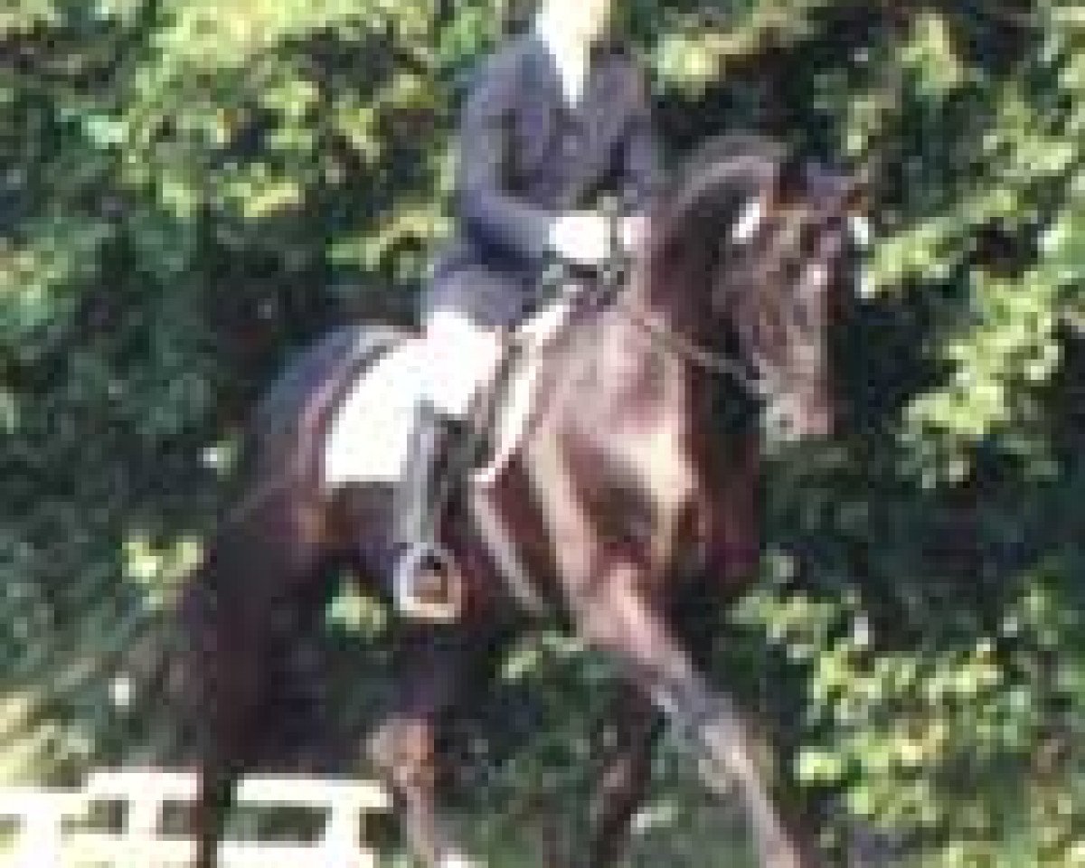 Deckhengst Rubinstern Noir (Hessisches Warmblut, 1992, von Rubinstein I)