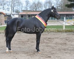 Springpferd Vognmandgårdens Bentley (New-Forest-Pony, 2009, von Kantje's Valentijn)