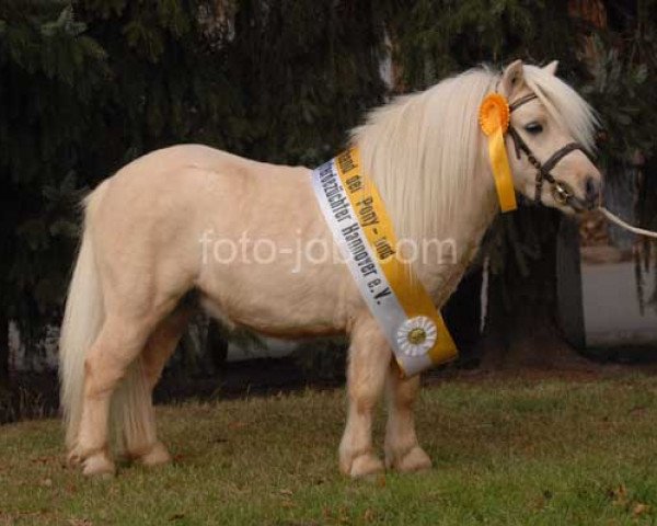 Deckhengst Harvey's Bester (Shetland Pony (unter 87 cm), 2005, von Harvey vom Ellernbrook)