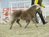 stallion Hurrican vom Ellernbrook (Shetland pony (under 87 cm), 2009, from Harvey's Bester)