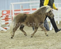 Deckhengst Hurrican vom Ellernbrook (Shetland Pony (unter 87 cm), 2009, von Harvey's Bester)