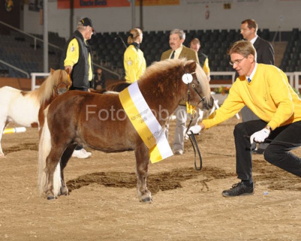 stallion Amaretto RH (Shetland pony (under 87 cm), 2007, from Aber Hallo E)