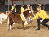 Deckhengst Amaretto RH (Shetland Pony (unter 87 cm), 2007, von Aber Hallo E)