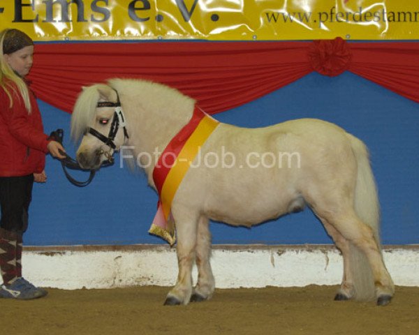 stallion Amadeus E (Shetland pony (under 87 cm), 2006, from Aber Hallo E)