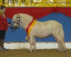 stallion Amadeus E (Shetland pony (under 87 cm), 2006, from Aber Hallo E)