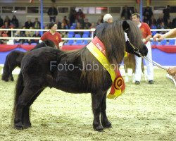 horse Adonis E (Shetland pony (under 87 cm), 2007, from Aber Hallo E)