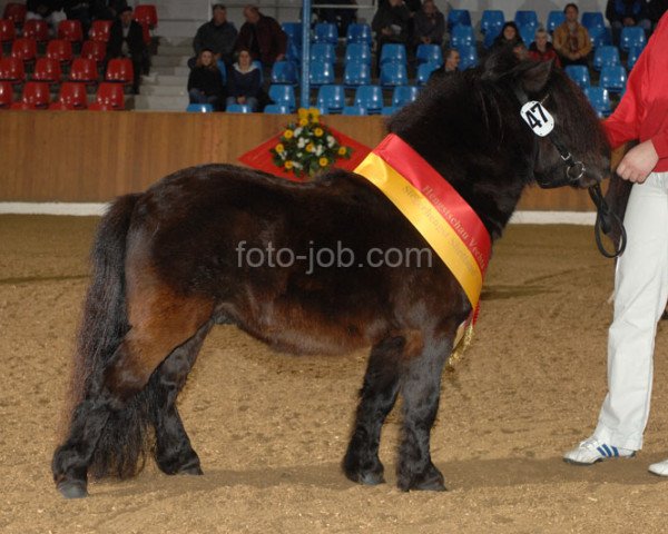 stallion Aber Hallo E (Shetland pony (under 87 cm), 2002, from Adam van Spuitjesdom)