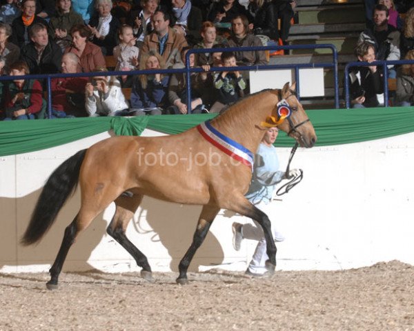horse Xeique (Lusitano, 2003, from Quiebro)