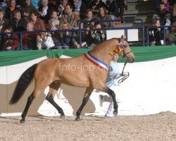 horse Xeique (Lusitano, 2003, from Quiebro)