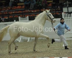 stallion Paganini af Silver (Knabstrupper, 2009, from Payaso af Silver)