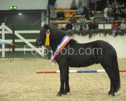 horse Garri vom Wotanshof (Iceland Horse, 2009, from Kraftur vom Heesberg)